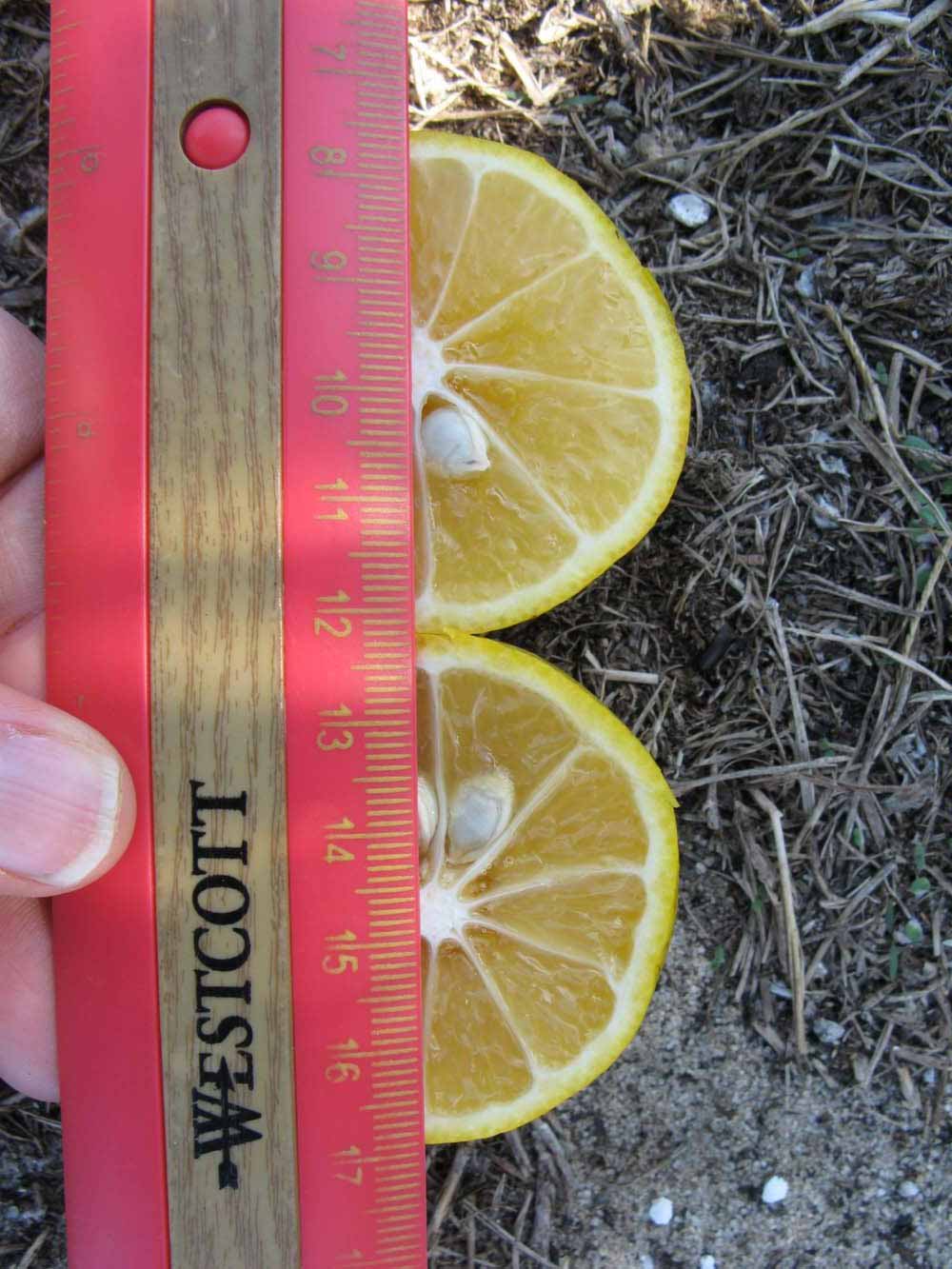            Fruit cross-section (Winter Haven, FL)   